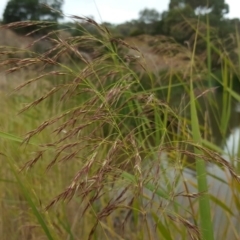 Phragmites australis (Common Reed) at O'Malley, ACT - 19 Mar 2017 by Mike