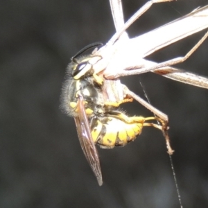 Vespula germanica at Gordon, ACT - 18 Mar 2017 08:09 PM