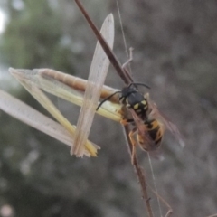 Vespula germanica at Gordon, ACT - 18 Mar 2017 08:09 PM