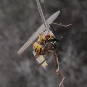 Vespula germanica at Gordon, ACT - 18 Mar 2017 08:09 PM