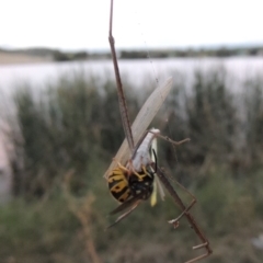 Vespula germanica at Gordon, ACT - 18 Mar 2017