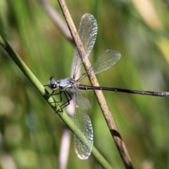 Griseargiolestes eboracus (Grey-chested Flatwing) at Mount Clear, ACT - 16 Feb 2017 by HarveyPerkins