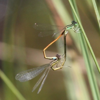 Ischnura aurora (Aurora Bluetail) at Mount Clear, ACT - 16 Feb 2017 by HarveyPerkins