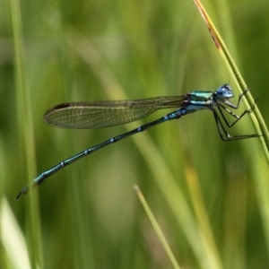 Austrolestes cingulatus at Mount Clear, ACT - 16 Feb 2017