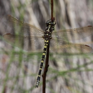 Synthemis eustalacta at Yaouk, NSW - 16 Feb 2017