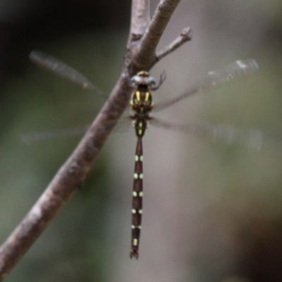 Austroaeschna pulchra (Forest Darner) at Yaouk, NSW - 16 Feb 2017 by HarveyPerkins