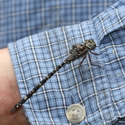 Austroaeschna parvistigma (Swamp Darner) at Yaouk, NSW - 16 Feb 2017 by HarveyPerkins