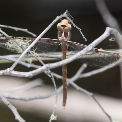 Telephlebia brevicauda (Southern Evening Darner) at Yaouk, NSW - 16 Feb 2017 by HarveyPerkins