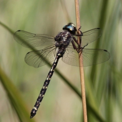 Austroaeschna atrata (Mountain Darner) at Cotter River, ACT - 24 Feb 2017 by HarveyPerkins