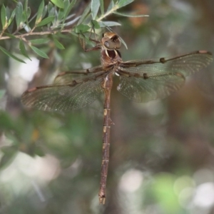 Telephlebia brevicauda at Cotter River, ACT - 24 Feb 2017 11:25 AM