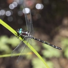 Eusynthemis guttata (Southern Tigertail) at Cotter River, ACT - 24 Feb 2017 by HarveyPerkins