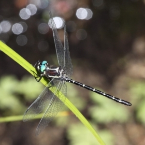 Eusynthemis guttata at Cotter River, ACT - 24 Feb 2017 11:43 AM