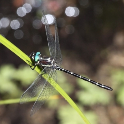 Eusynthemis guttata (Southern Tigertail) at Cotter River, ACT - 24 Feb 2017 by HarveyPerkins