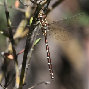 Austroaeschna pulchra at Cotter River, ACT - 24 Feb 2017