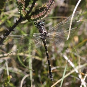 Synthemis eustalacta at Cotter River, ACT - 24 Feb 2017