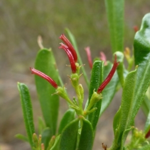 Dodonaea viscosa subsp. spatulata at Canberra Central, ACT - 19 Mar 2017 12:00 AM