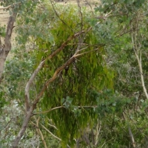 Amyema pendula subsp. pendula at Greenway, ACT - 18 Mar 2017