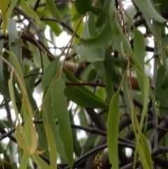 Amyema pendula subsp. pendula at Greenway, ACT - 18 Mar 2017