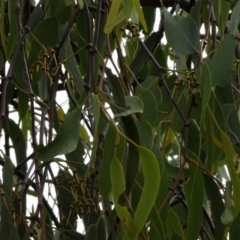 Amyema pendula subsp. pendula at Greenway, ACT - 18 Mar 2017