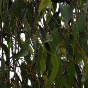 Amyema pendula subsp. pendula at Greenway, ACT - 18 Mar 2017