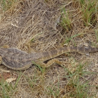 Pogona barbata (Eastern Bearded Dragon) at Greenway, ACT - 18 Mar 2017 by SteveC