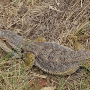 Pogona barbata at Greenway, ACT - suppressed