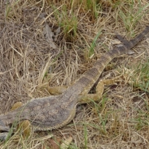 Pogona barbata at Greenway, ACT - suppressed