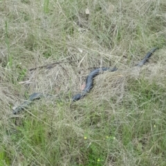 Pseudechis porphyriacus (Red-bellied Black Snake) at Greenway, ACT - 28 Oct 2016 by SteveC