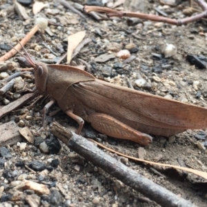 Goniaea australasiae at Paddys River, ACT - 19 Mar 2017