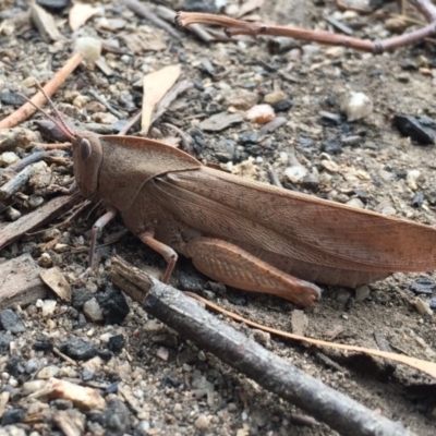 Goniaea australasiae (Gumleaf grasshopper) at Paddys River, ACT - 19 Mar 2017 by JasonC
