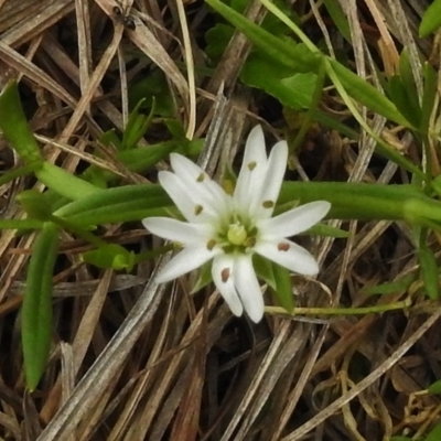 Stellaria angustifolia (Swamp Starwort) at Rendezvous Creek, ACT - 19 Mar 2017 by JohnBundock