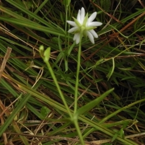 Stellaria angustifolia at Rendezvous Creek, ACT - 19 Mar 2017 02:35 PM