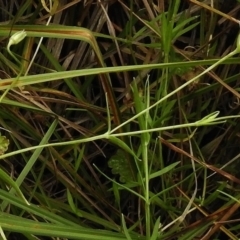 Stellaria angustifolia at Rendezvous Creek, ACT - 19 Mar 2017