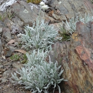 Leucochrysum alpinum at Paddys River, ACT - 18 Mar 2017 10:58 AM