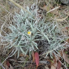 Leucochrysum alpinum at Paddys River, ACT - 18 Mar 2017