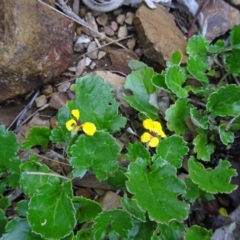 Goodenia hederacea subsp. alpestris at Paddys River, ACT - 18 Mar 2017 by galah681