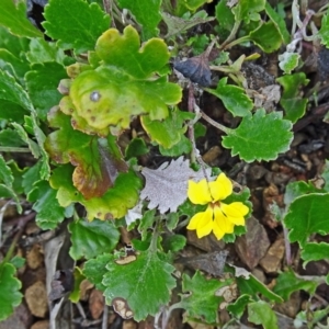 Goodenia hederacea subsp. alpestris at Paddys River, ACT - 18 Mar 2017