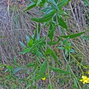 Senecio linearifolius var. latifolius at Paddys River, ACT - 18 Mar 2017 11:18 AM