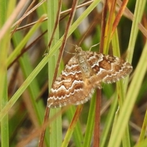 Chrysolarentia heliacaria at Rendezvous Creek, ACT - 19 Mar 2017