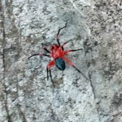 Nicodamidae (family) (Red and Black Spider) at Paddys River, ACT - 18 Mar 2017 by galah681