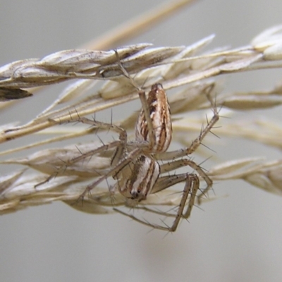 Oxyopes (genus) (Lynx spider) at Kambah, ACT - 19 Mar 2017 by MatthewFrawley