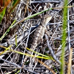 Amphibolurus muricatus (Jacky Lizard) at Green Cape, NSW - 12 Feb 2017 by RossMannell