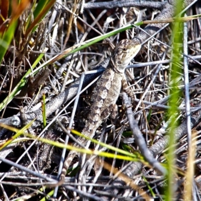 Amphibolurus muricatus (Jacky Lizard) at Green Cape, NSW - 13 Feb 2017 by RossMannell