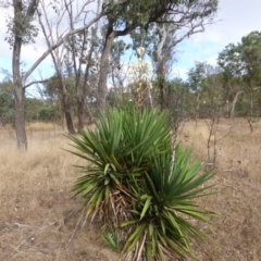 Yucca aloifolia (Spanish Bayonet) at Isaacs Ridge Offset Area - 17 Mar 2017 by Mike