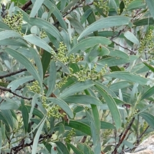 Acacia obliquinervia at Paddys River, ACT - 18 Mar 2017 11:38 AM