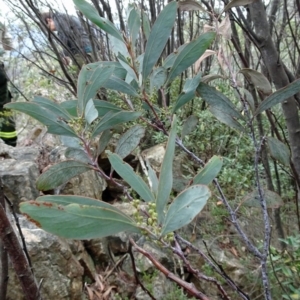 Acacia obliquinervia at Paddys River, ACT - 18 Mar 2017 11:38 AM