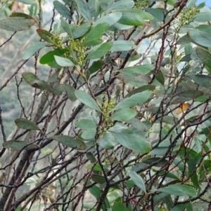 Acacia obliquinervia at Paddys River, ACT - 18 Mar 2017 11:38 AM