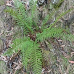 Polystichum proliferum (Mother Shield Fern) at Tidbinbilla Nature Reserve - 18 Mar 2017 by galah681