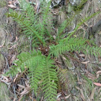 Polystichum proliferum (Mother Shield Fern) at Tidbinbilla Nature Reserve - 18 Mar 2017 by galah681