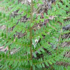 Polystichum proliferum at Paddys River, ACT - 18 Mar 2017